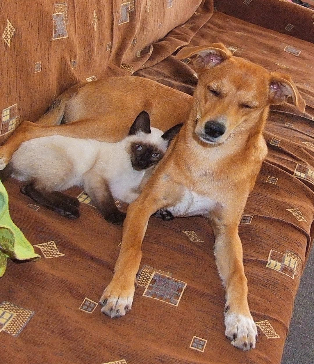 Perro y gato juntos en Veterinaria 5 de Abril